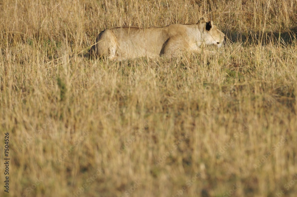 Obraz premium African Lions