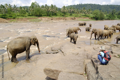 sri lanka éléphants en liberté