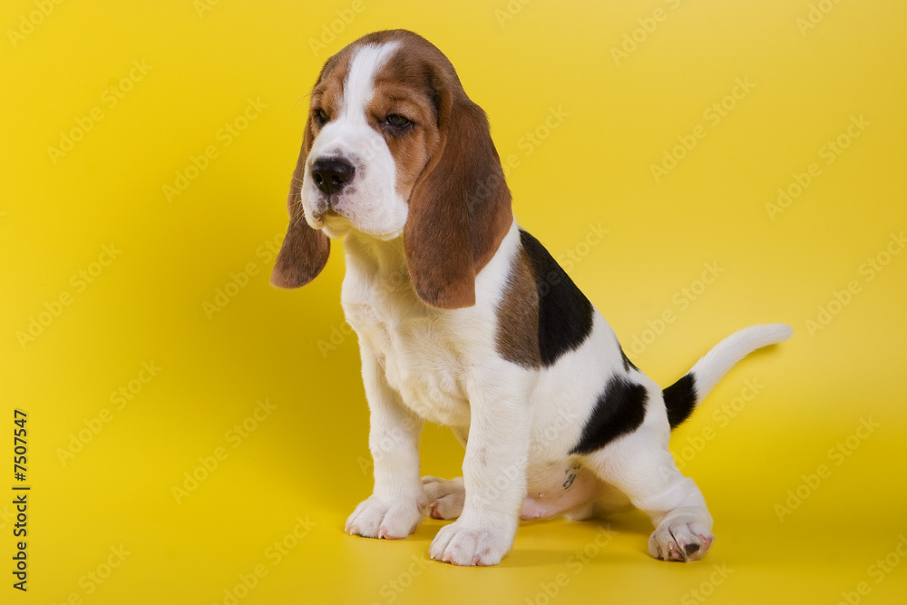 Beagle puppy on yellow background