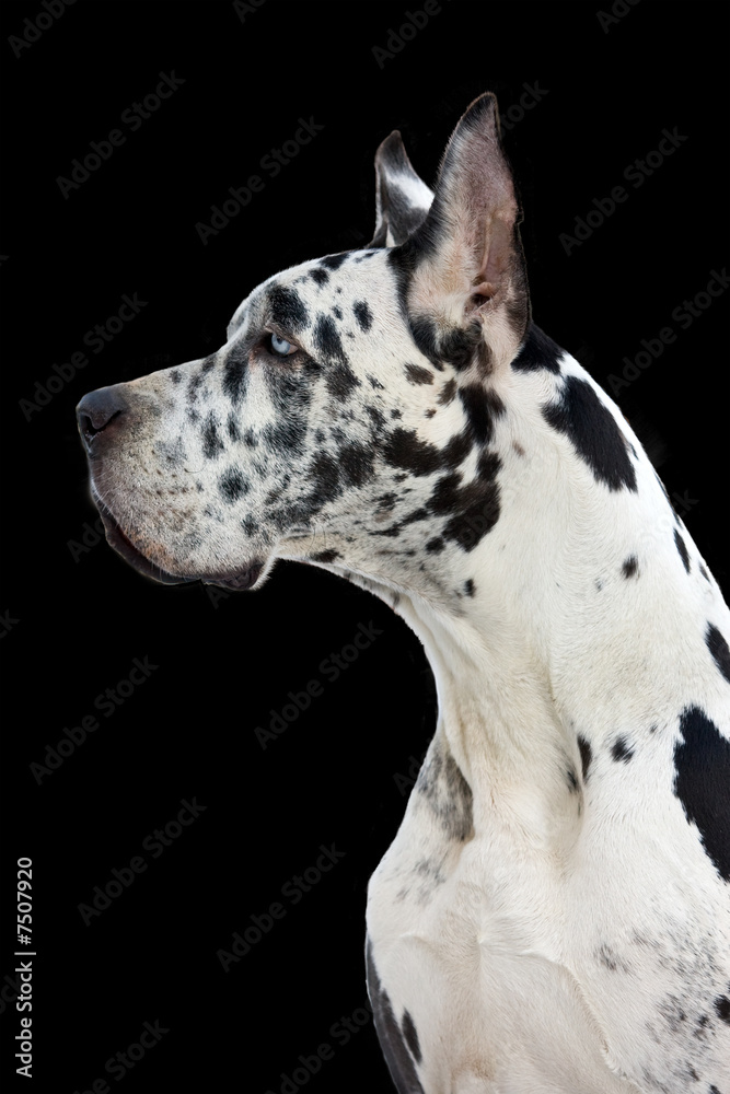 Dane Great dog - obrazy, fototapety, plakaty 