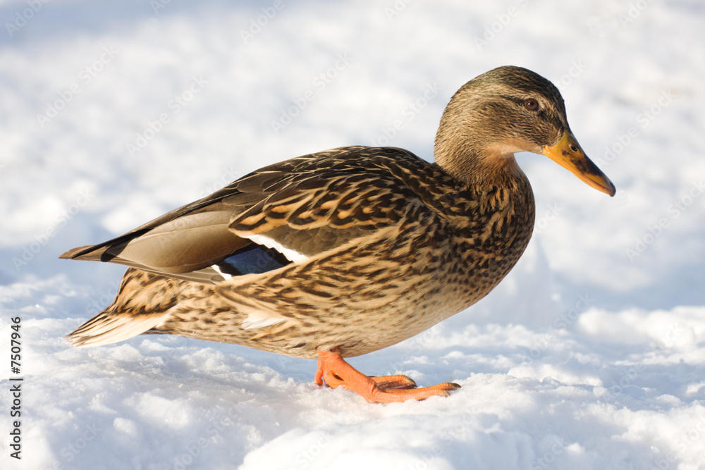 Duck Duck