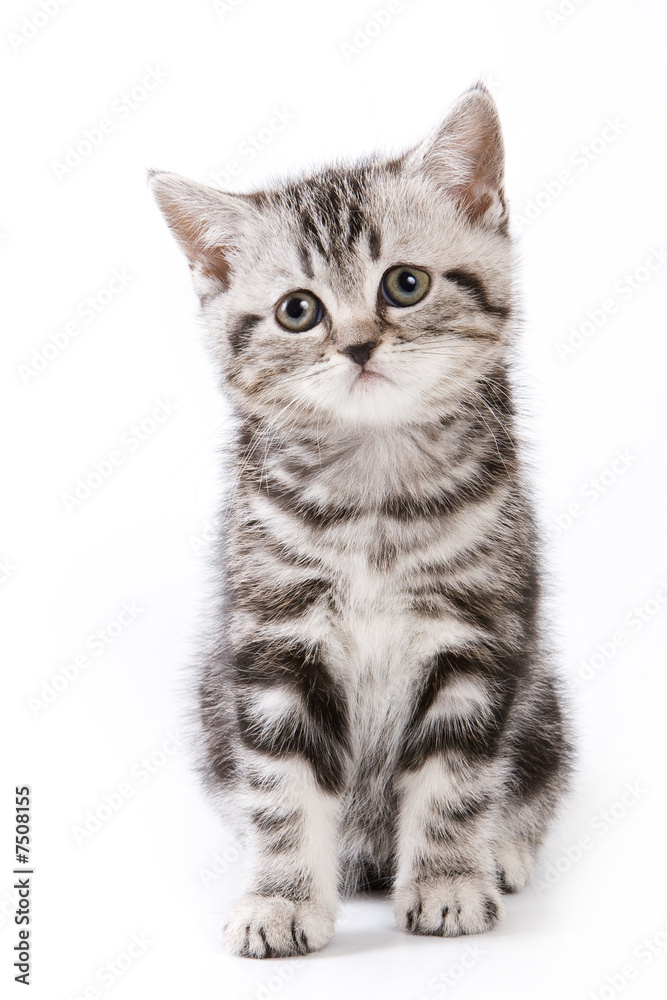 Obraz premium British kitten isolated on white background
