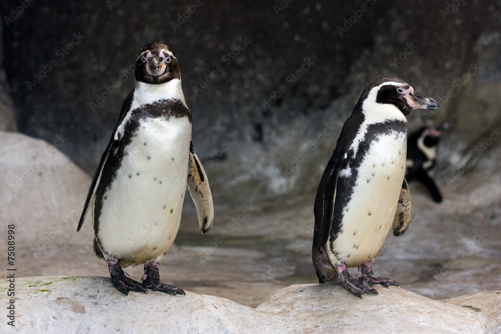 Obraz premium Penguins on rocks