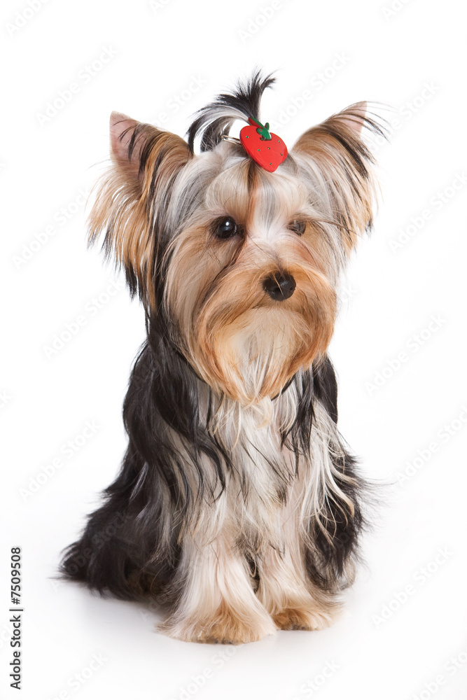 Yorkshire terrier isolated on white background Yorkshire terrier isolated on white background