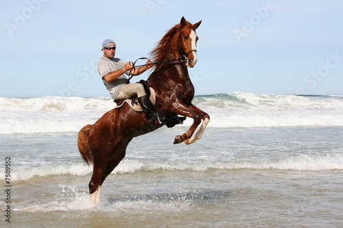 Horse rearing in sea