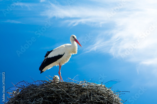 beautiful stork stand on the nest