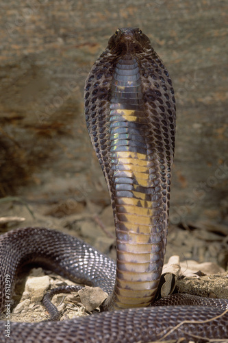 Snake-Black Pakastani cobra