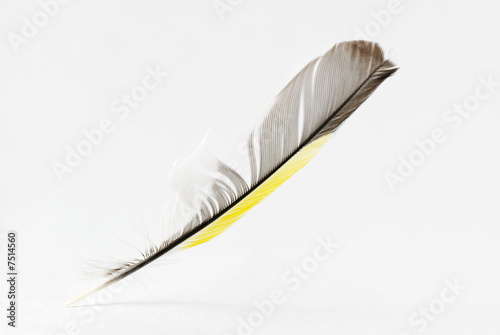 Feather photo