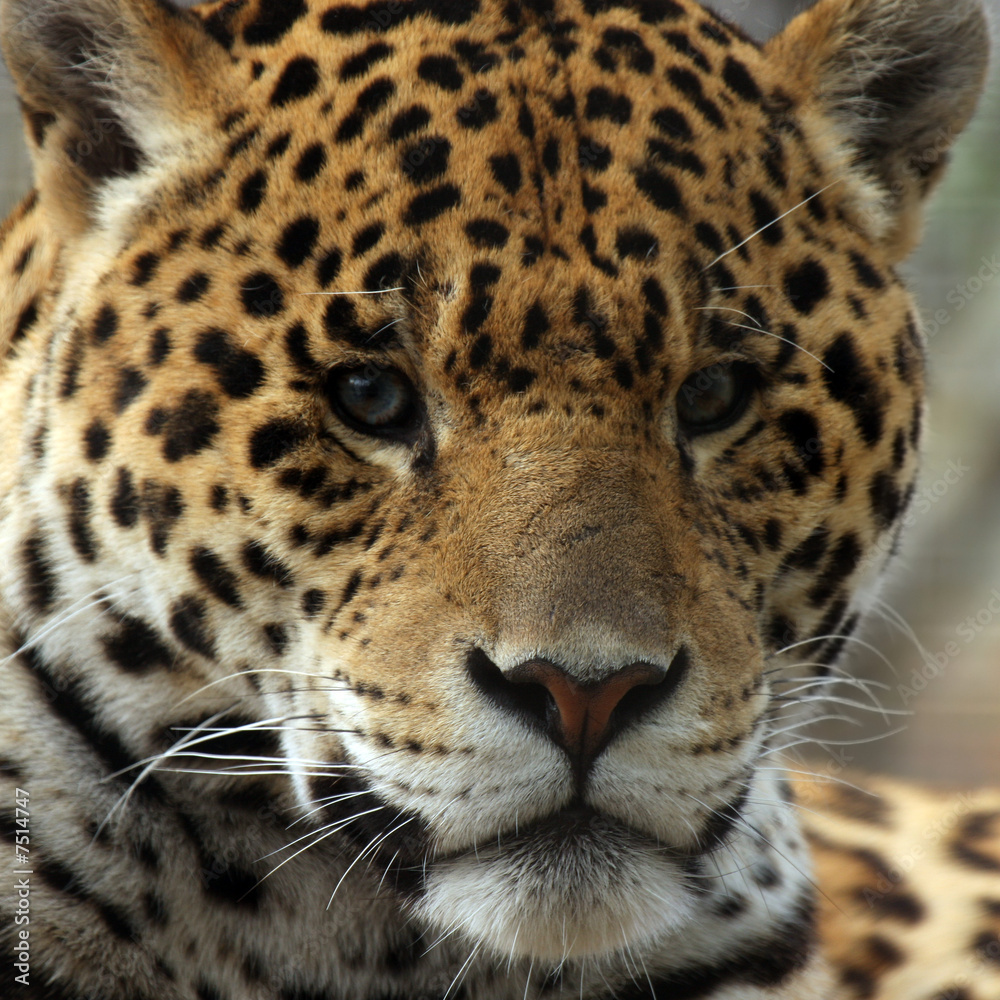 Fototapeta premium Closeup Of Jaguar