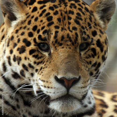 Closeup Of Jaguar © Megan Lorenz