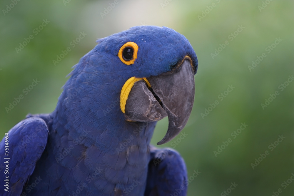 Obraz premium Przez ograniczony czas