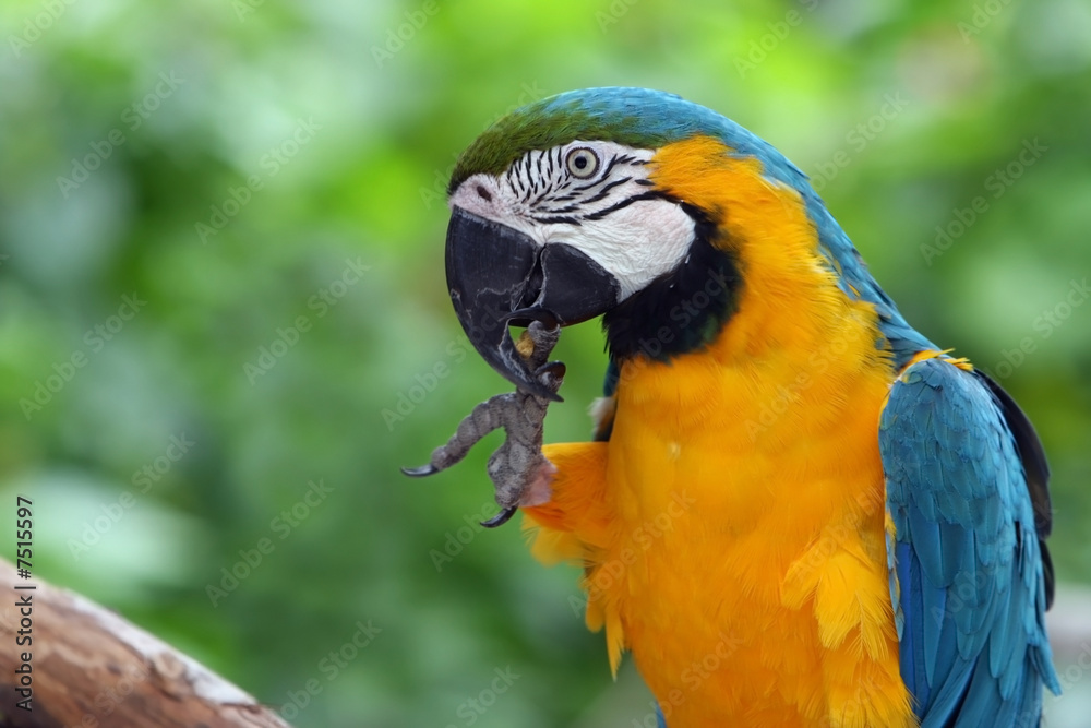 Obraz premium Blue & Gold