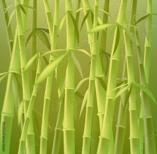 Fototapeta Naklejka Na Ścianę i Meble -  bamboo trees