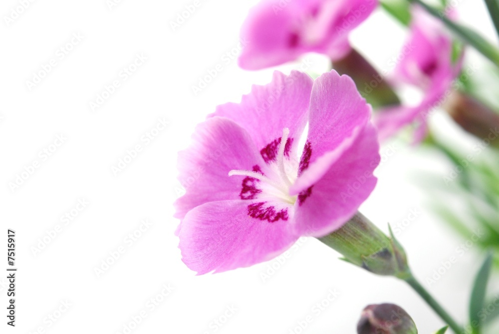 pink carnations