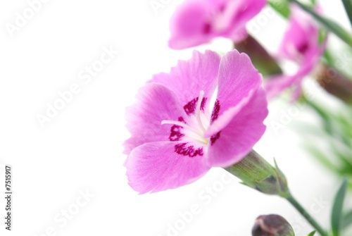 pink carnations