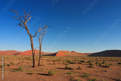 A dead Camel Thorn tree near Sossusvlei in the Namib Desert,