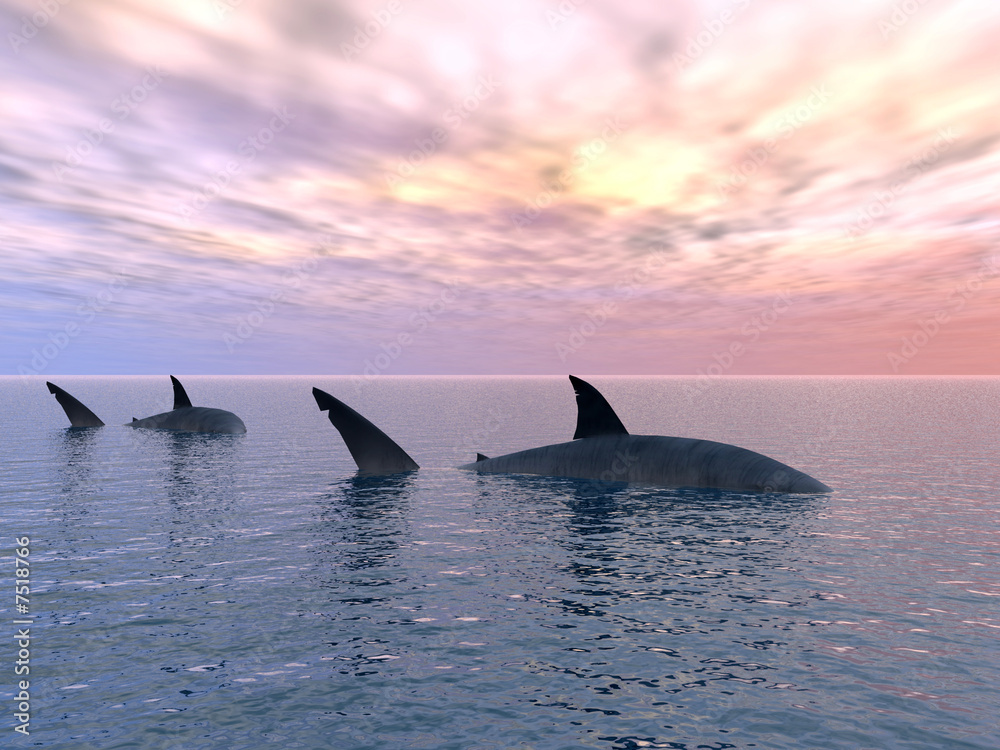 Fototapeta premium Shark_Alone