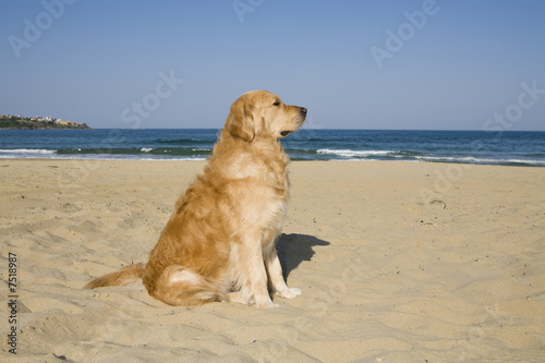 Fototapeta Naklejka Na Ścianę i Meble -  Golden Retriever on the beach