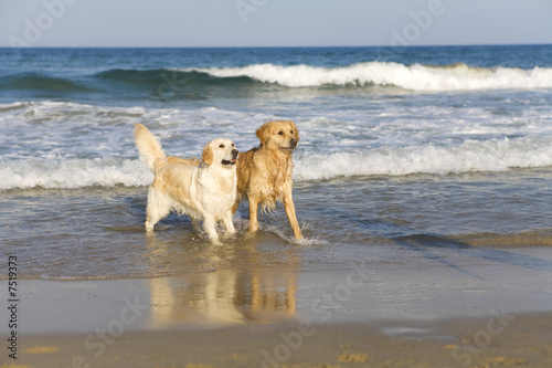 Two dogs in the sea