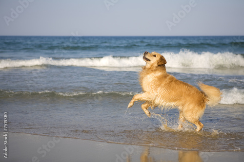 Golden retriever on the beach