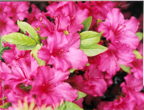 red hot  azaleas