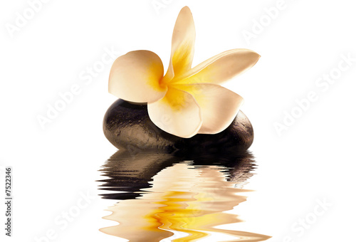 flower on the stone reflection