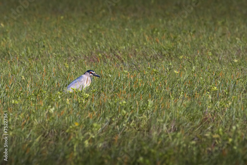 Nitticora (in mezzo ad un campo) photo