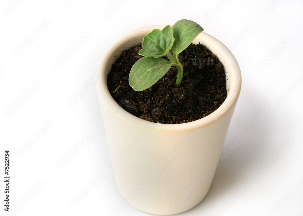 new life new life