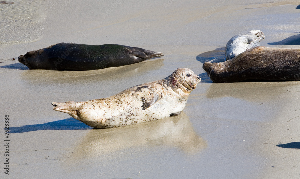 Obraz premium White Seal in Sand