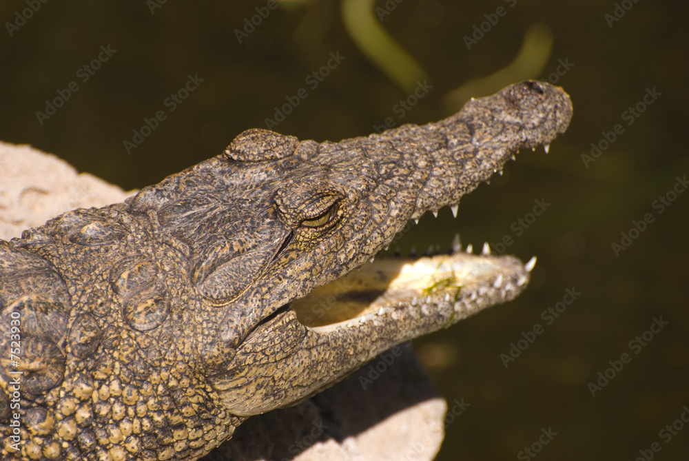 Obraz premium Head of an Alligator (Alligator Mississippiensis)