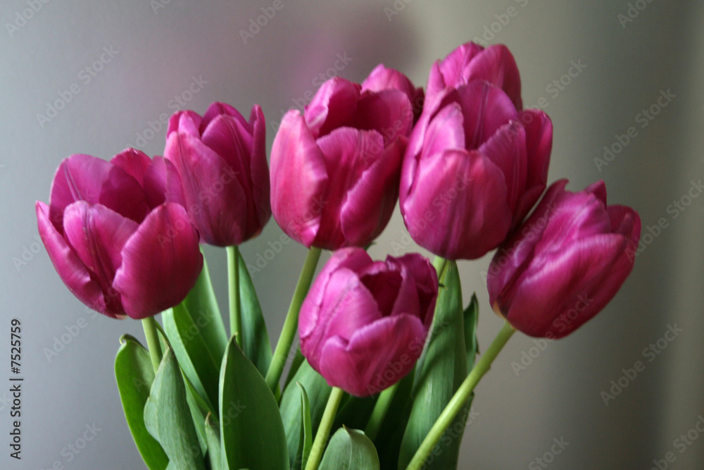 Fototapeta premium Purple tulips