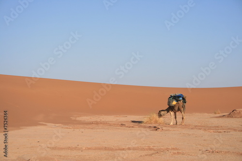 Dromadaire dans le Sahara