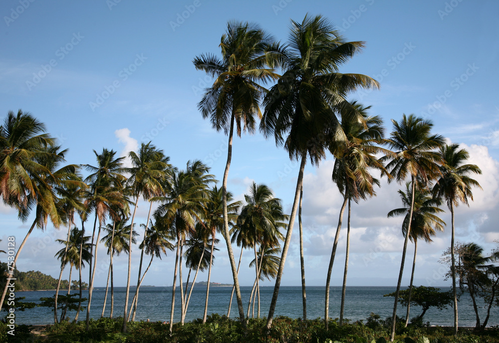 Caribbean Landscape