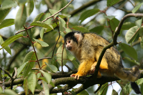 Black-capped squirrel monkey in tree