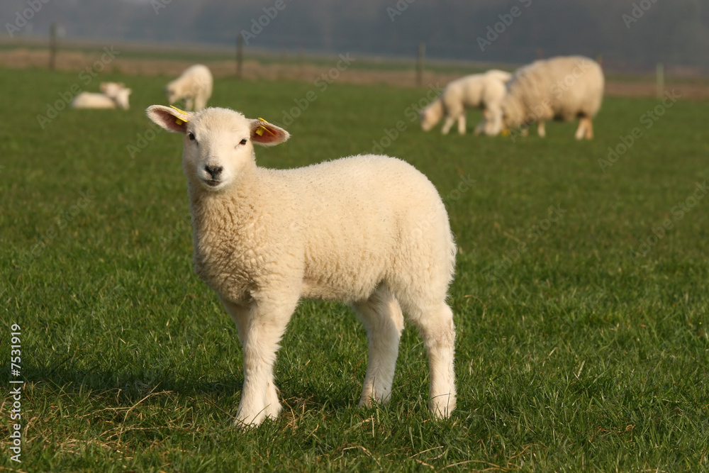Little lamb in the field Little lamb in the field