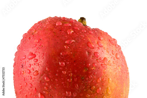 A fresh wet Mango fruit isolated on a white background.