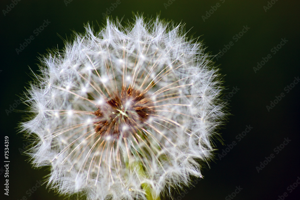 Fototapeta premium Pusteblume