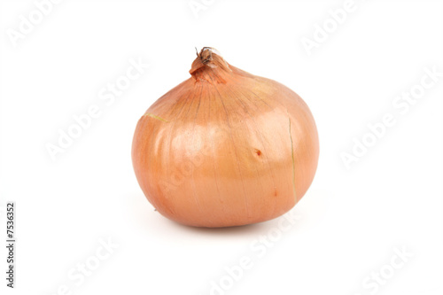 Head of fresh onions