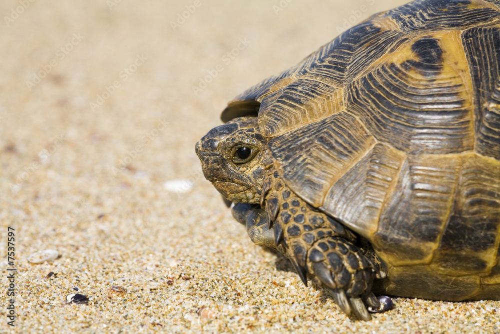 Obraz premium Spur-thighed tortoise