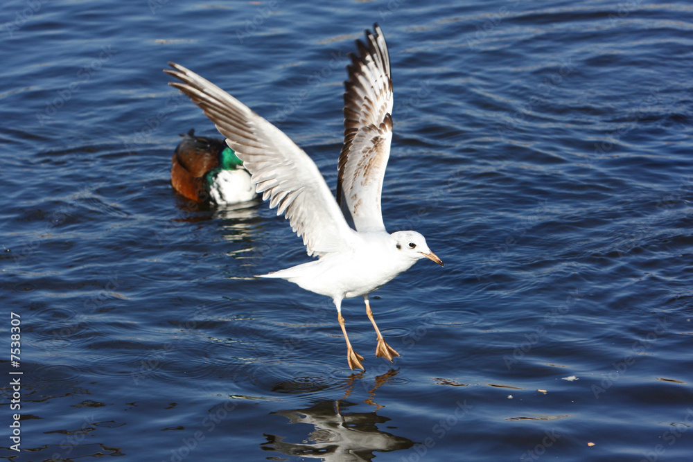 Möwe Möwe