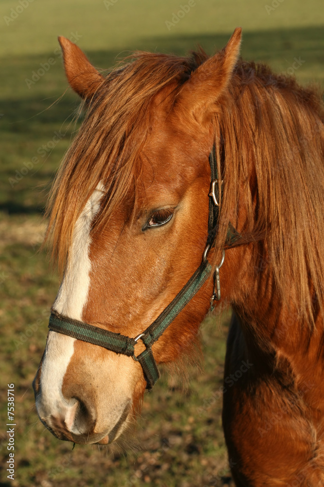 Naklejka premium Horse