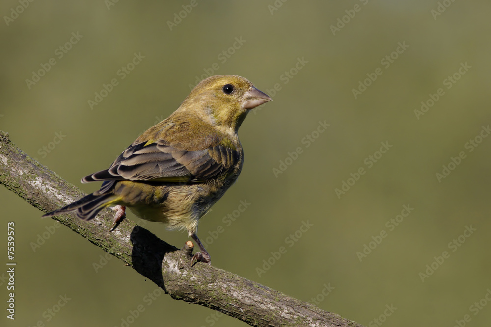 Carduelis chloris Carduelis chloris