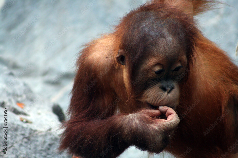 Naklejka premium Waldmensch
