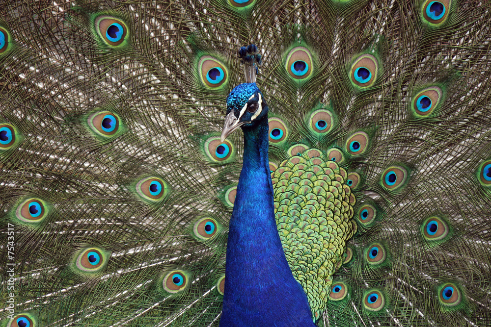 Obraz premium Trying Too Hard