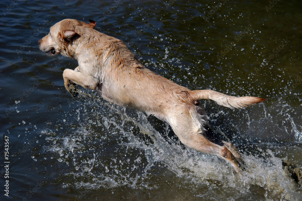 Golden labrador retriever dog jumping into the water Golden labrador retriever dog jumping into the water