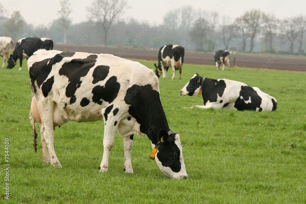 Cow grazing with other cows in the background