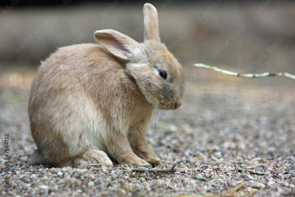 Fototapeta premium Kanninchen