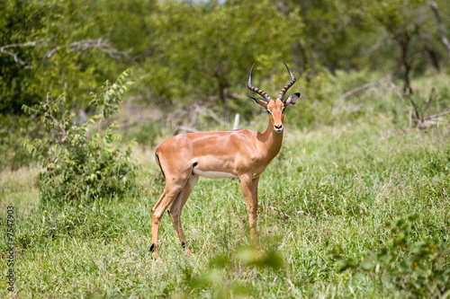 Fototapeta Naklejka Na Ścianę i Meble -  antelope in the kruger park