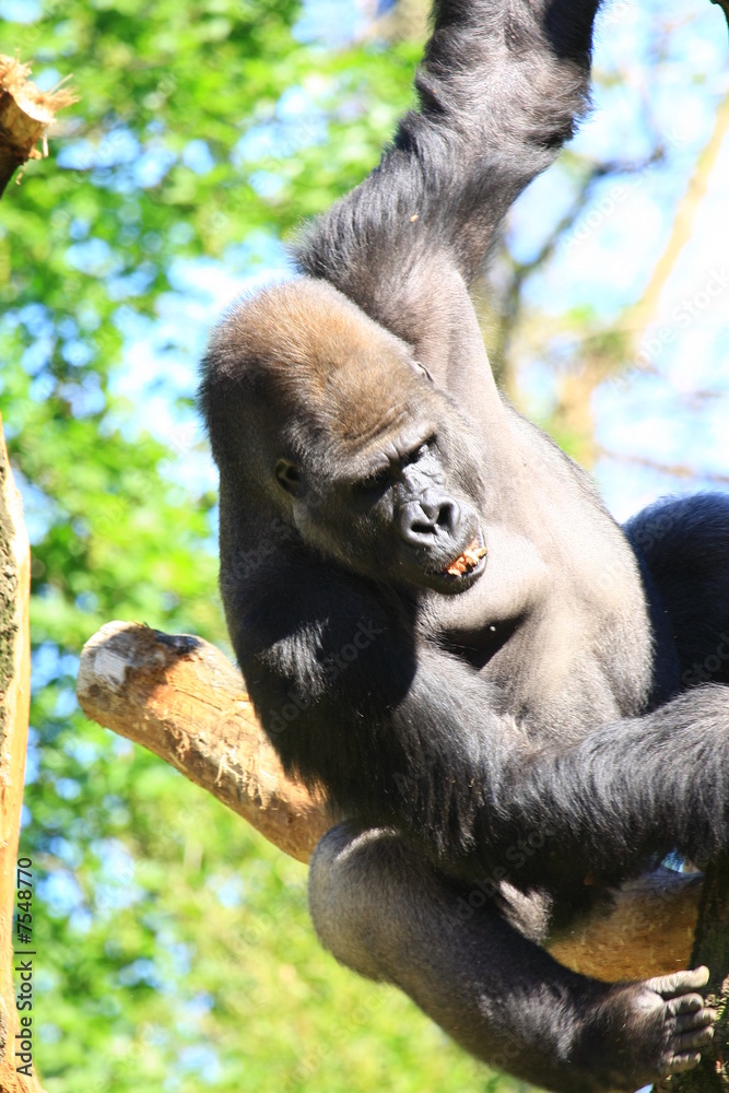 Obraz premium gorilla