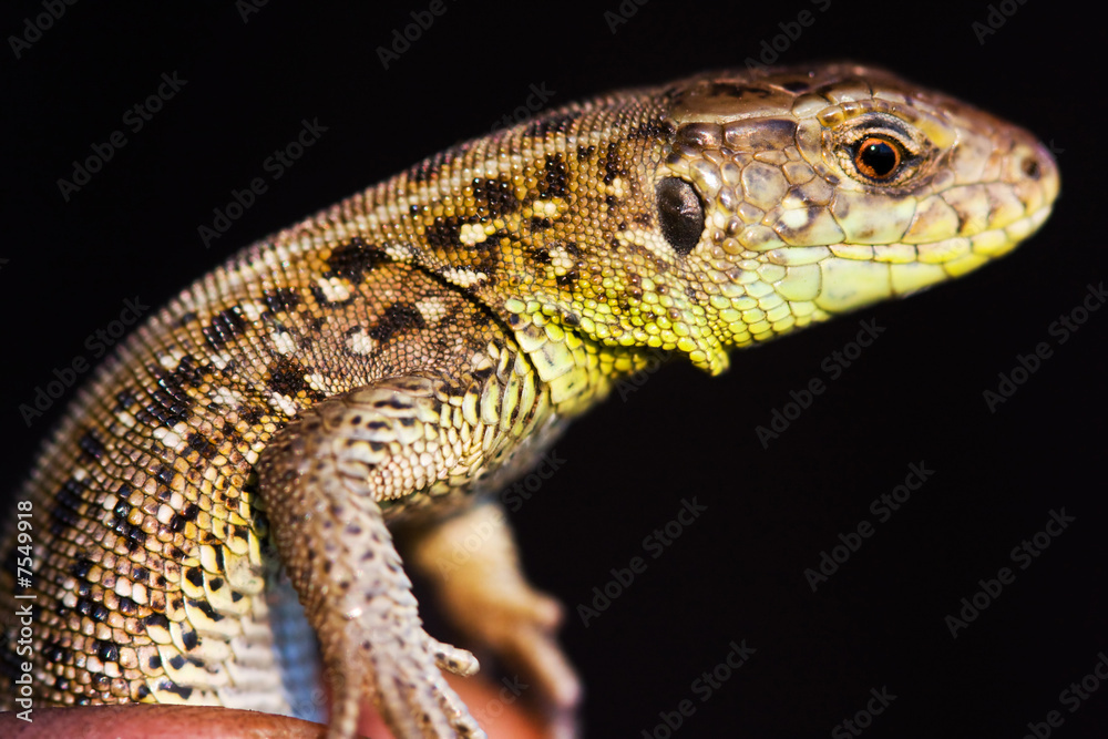 Naklejka premium Lacerta agilis